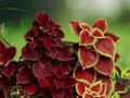 10 Seeds Coleus Blumei Premium Color Mix Ornamental Foliage Plant Shade Garden