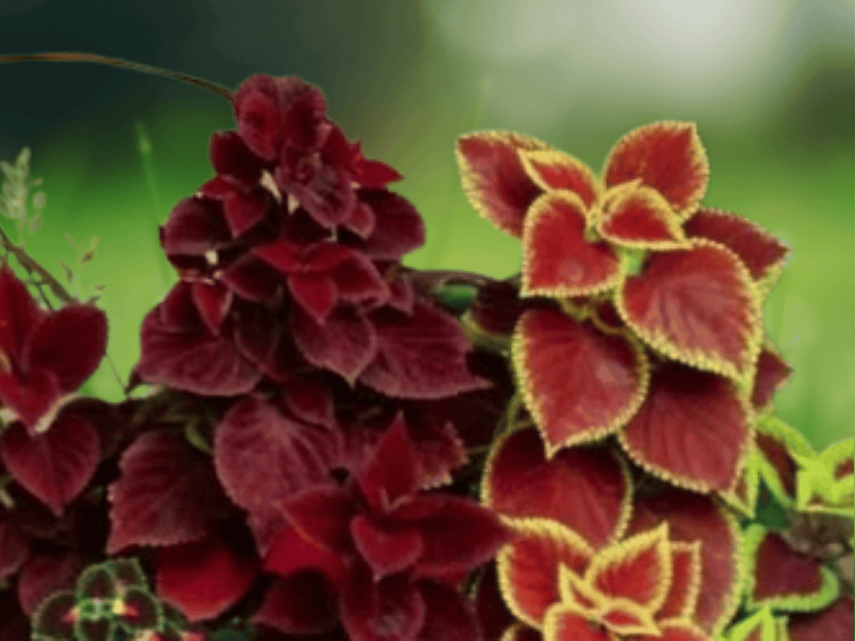 10 Seeds Coleus Blumei Premium Color Mix Ornamental Foliage Plant Shade Garden