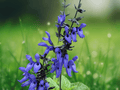 1 Live Plant Salvia 'Black and Blue' Tender Perennial Pollinator Garden Starter