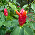 Red Button Ginger Plants - 2x Tropical Shade-Loving, Easy Care with Unique Red Flowers, Costus woodsonii