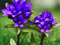 5 Seeds Clustered Bellflower Campanula glomerata Superba Perennial Flower