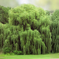 Weeping Willow Tree Cuttings - Fast Growing Salix babylonica with Arching Branches - Live Plant Propagation Material