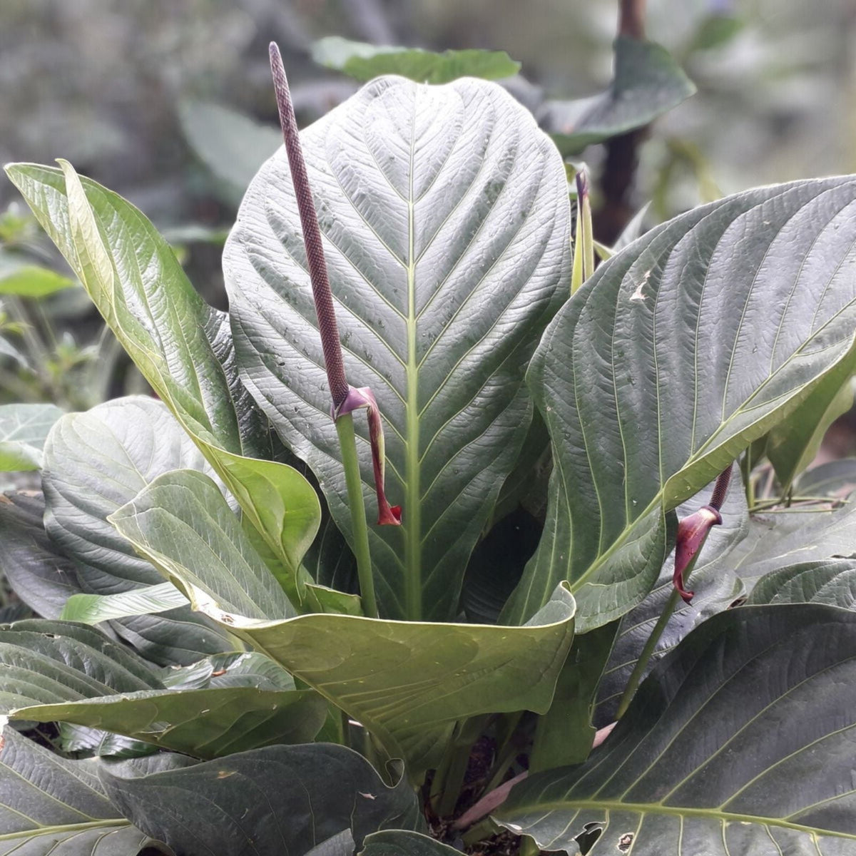 Anthurium Plant - Tropical Houseplant - Unique Leaf Characteristics - Anthurium Bonpand dii subsp. guayanum