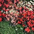 Begonia Seeds 45 or 125 Count Dreamscape Blend Non-GMO Flower Seeds Begonia spp.