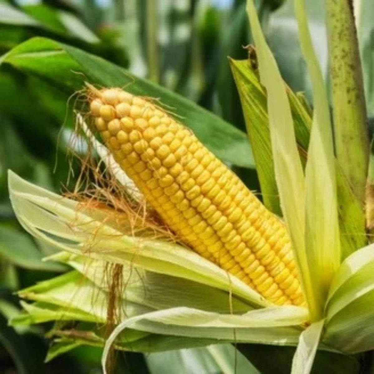 Yellow Sweet Corn Seeds 100 Count Hybrid "Incredible Corn" Zea mays, Non-GMO, Heirloom Quality, Garden Planting Supplies