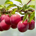 Fresh Unrooted Cuttings Plum Tree Organic - 12+1 Free - Perfect for Home Gardens, Prunus Domestica