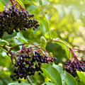 Elderberry Cuttings 5-Pack Unrooted Organic Sambucus Nigra Plant Cuttings for Gardening and Propagation