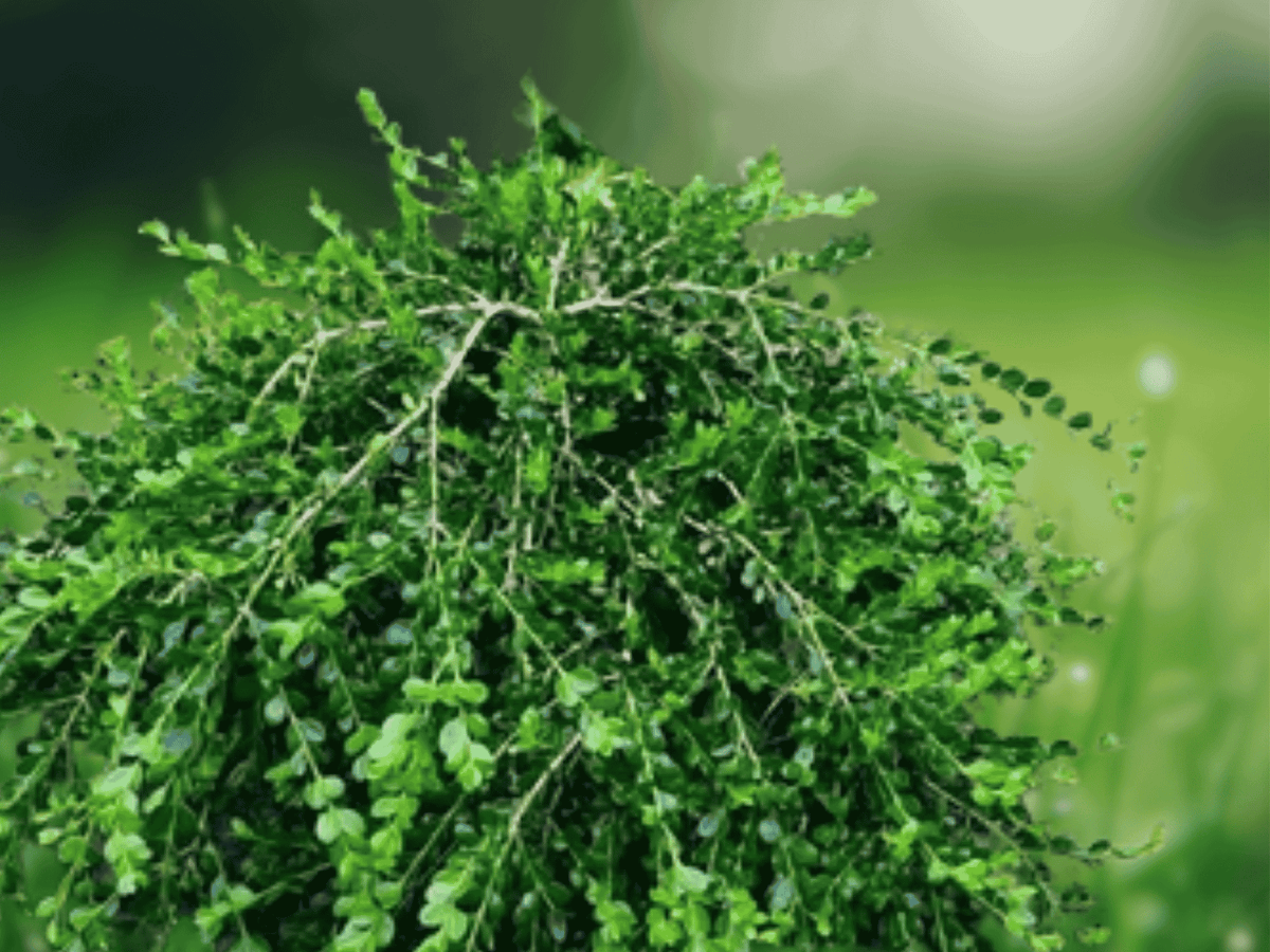 1 Live Plant Unraveled Weeping Boxwood Buxus Quart