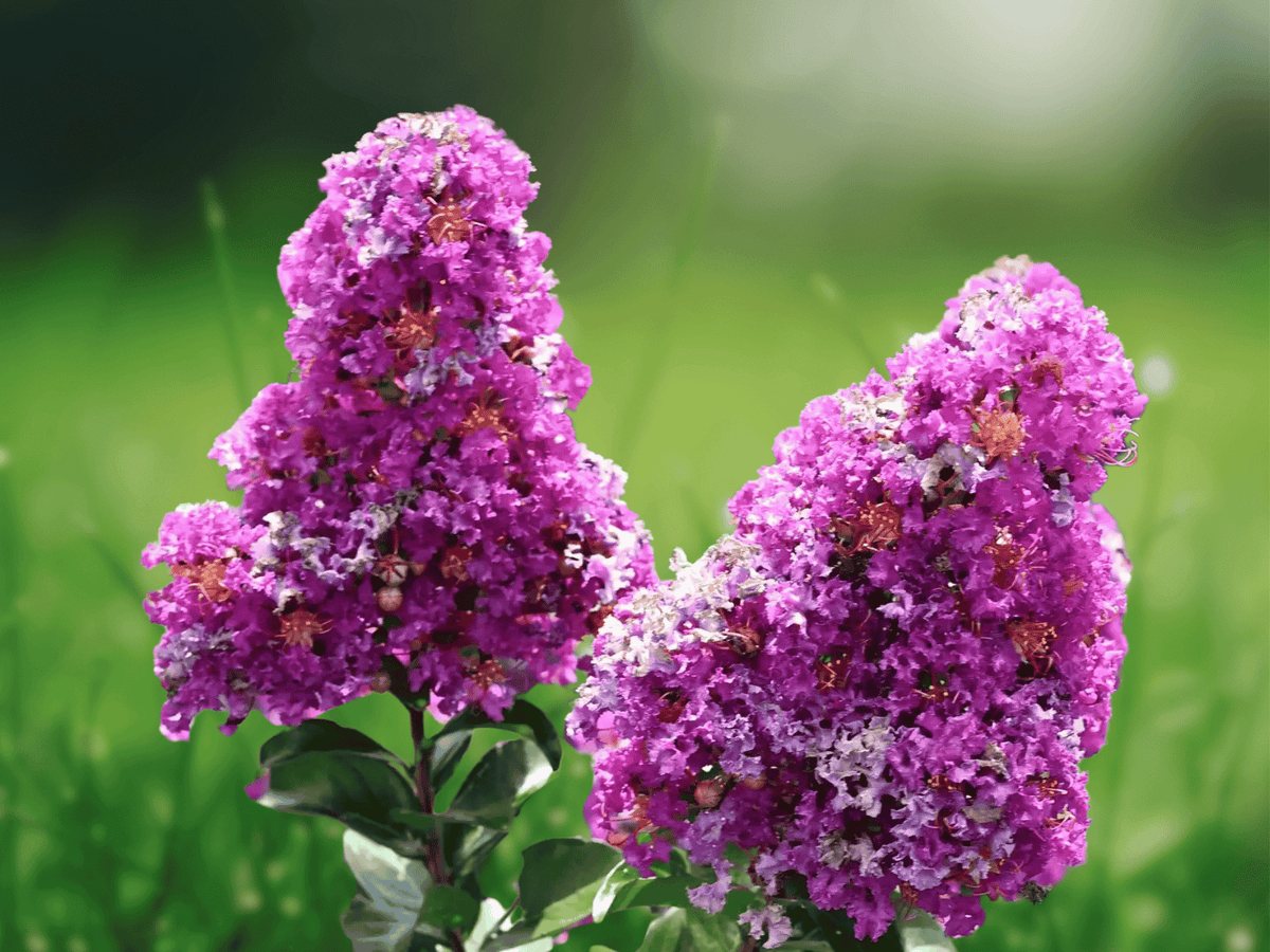 1 Live Plant Purple Crape Myrtle 12" Bare Root Starter Plant