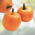 Jack O'Lantern Pumpkin Seeds 10 Organic USA Grown Cucurbita pepo Heirloom Garden Vegetable