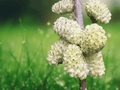5 Live Bare Root White Mulberry Trees 12 in Tall Morus alba Edible Fruit Shade Tree