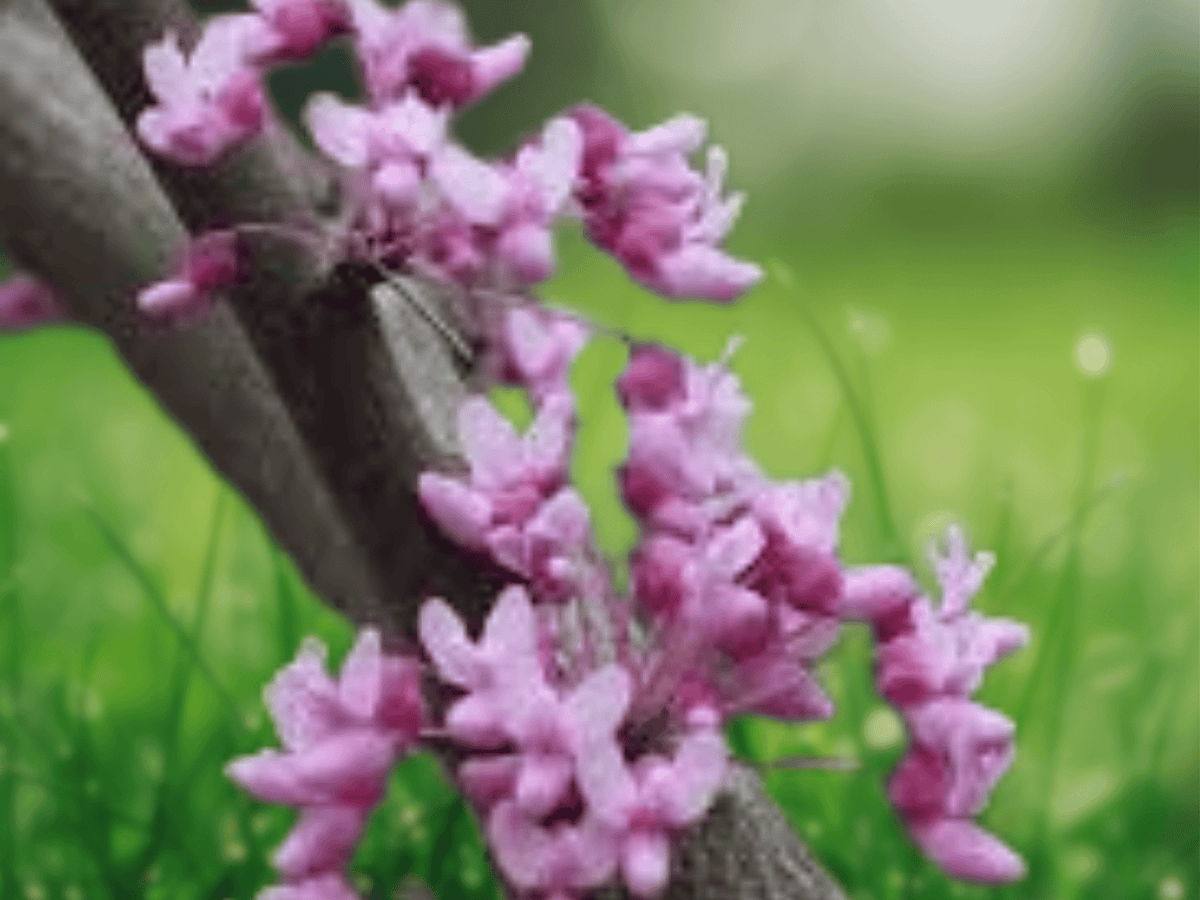 10 Seeds Eastern Redbud Cercis canadensis Spring Flowering Tree