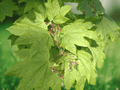 10 Seeds Acer circinatum Vine Maple Deciduous Tree