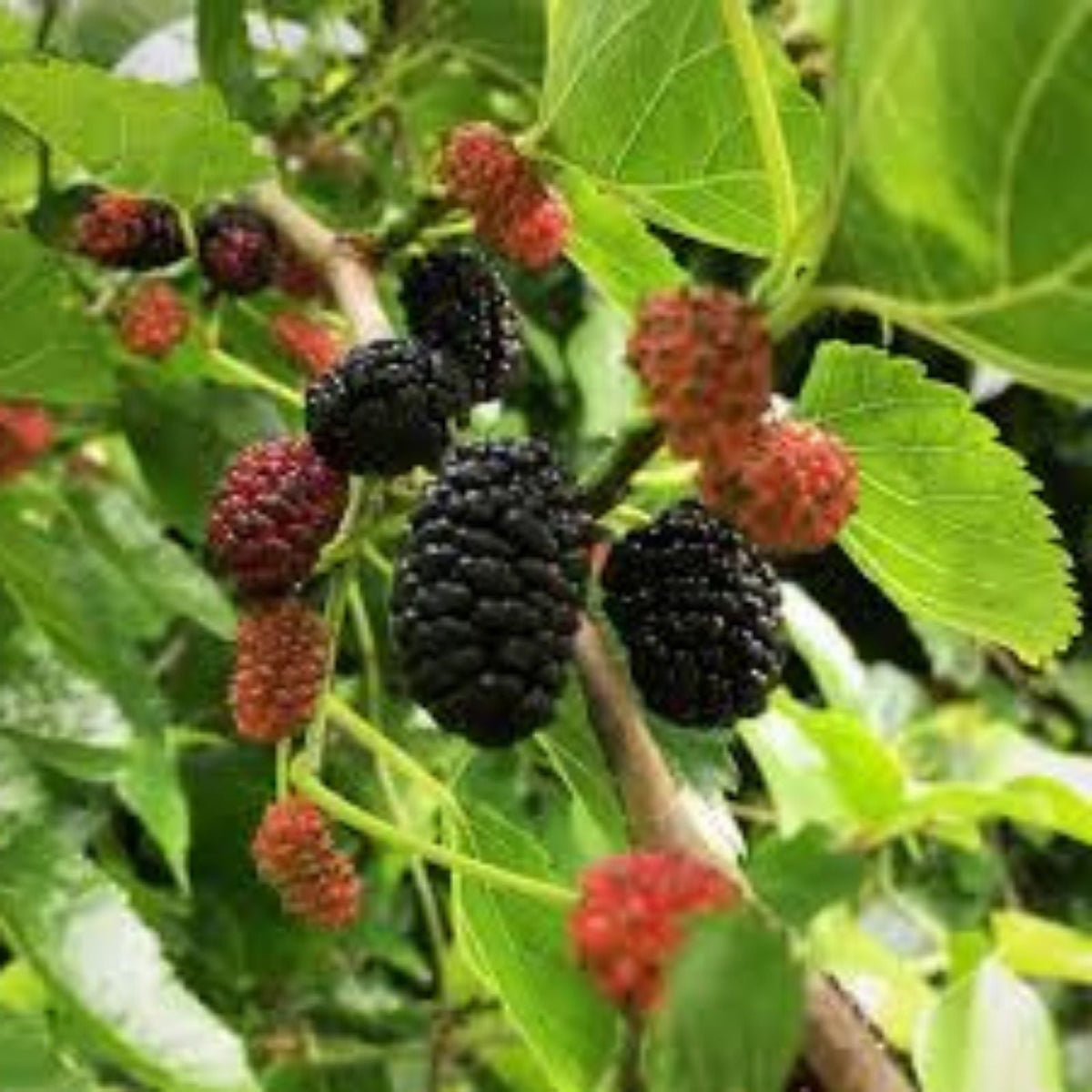Organic Black Mulberry Cuttings - 12 Thin Non-GMO Morus nigra Planting Material
