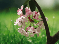 5 Seeds Cassia nodosa Pink Shower Tree Flowering Tropical Ornamental Tree