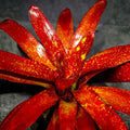 Neoregelia Tango Mango Bromeliad Plant in 6" Pot - Tropical Indoor Houseplant (Neoregelia 'Tango Mango')