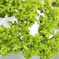 Gourmet Lettuce Seeds | 1000+ Mixed Salad Bowl Seeds | Bulk Culinary Variety | Leafy Greens for Fresh Salads