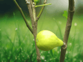 1 Live Plant White Marseilles Fig Starter Plant Well Rooted Ficus carica