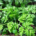 Chervil Seeds 500 Count Heirloom Non-GMO Culinary Herb Anthriscus cerefolium for Cooking and Gardening