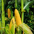 Hybrid Sweet Corn Seeds 1/2 lb Kand Korn Non-GMO Garden Variety, Perfect for Home Growing, 89 Days Maturity