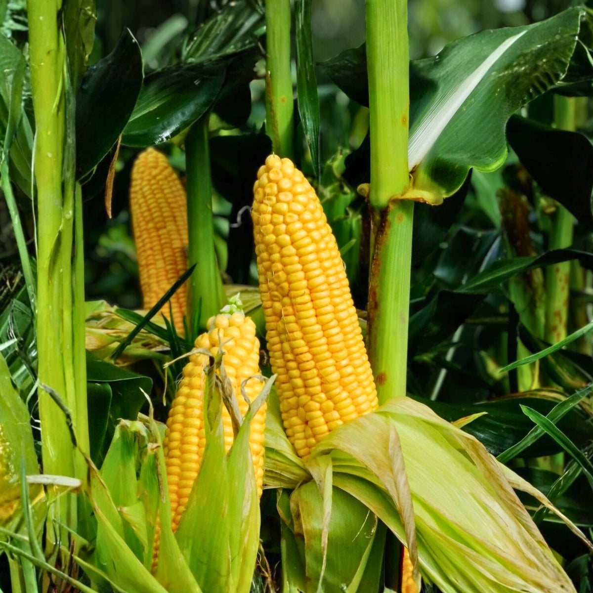 Hybrid Sweet Corn Seeds 1/2 lb Kand Korn Non-GMO Garden Variety, Perfect for Home Growing, 89 Days Maturity
