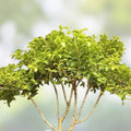 Mame Bonsai Tree 9” Kingsville Boxwood in Glazed Drilled American Tea Pot Buxus microphylla