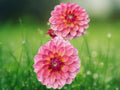 25 Seeds Dahlia Pinnata Bi Color Yellow Red Hardy Perennial Ornamental Garden Flower