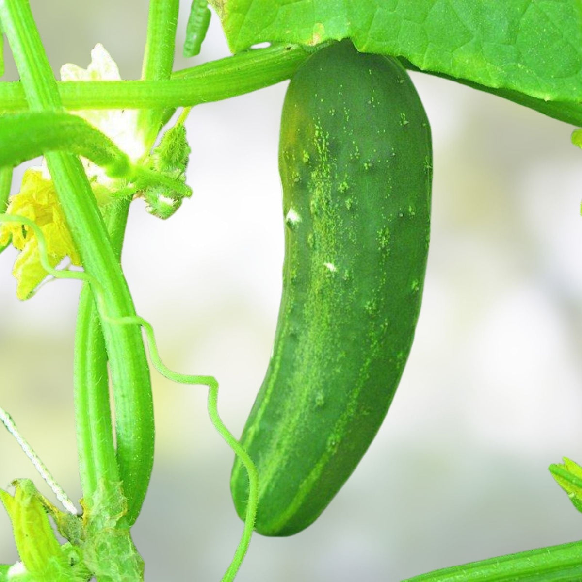 Heirloom Cucumber Seeds, Straight Eight Variety, Non-GMO, 50+ Seeds, Cucumis sativus for Home Garden