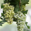 Thompson Live Grape Vine Cuttings 12 Pack Vitis vinifera for Home Garden, Vineyard, Landscaping