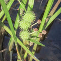American Bur Reed Seeds for Planting – 50 Seeds – Sparganium americanum – Aquatic Perennial Wetland Plant