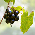 Heirloom Muscadine Grape Vines - 2-Year-Old Live Plants, Vitis Rotundifolia, Bare Root, USA Seller