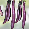 Long Purple Eggplant Seeds 500 Count Heirloom Non-GMO Solanum melongena Vegetable Garden Seed