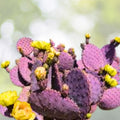 Purple Prickly Pear Cactus Cuttings - 4 Large Edible Pads - Opuntia ficus-indica - Easy to Grow, Full Sun