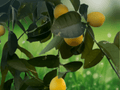 5 Seeds Citrus Eustis Limequat Cold Hardy Citrus Tree