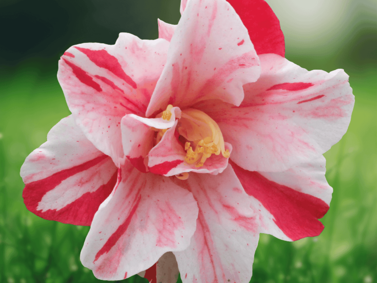 1 Live Plant Tri Color Camellia Japonica Starter Plant 4L