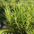 Organic Rosemary Plant 15-25 Inch - Salvia rosmarinus, Live Culinary & Medicinal Herb, Full Sun, Zone 8-11