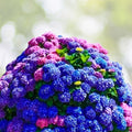 Blue Hydrangea Bushes 5-Pack Old Fashioned Variety Hydrangea macrophylla Vibrant Blue Flowers for Garden Landscaping