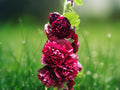 25 Seeds Double Blackberry Hollyhock Alcea Rosea Deep Purple Black Double Blooms Biennial Tall Cottage Garden