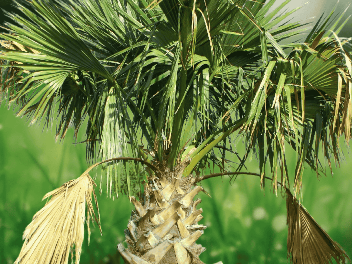 5 Seeds Sabal Riverside Cold Hardy Fan Palm Tropical Ornamental Tree
