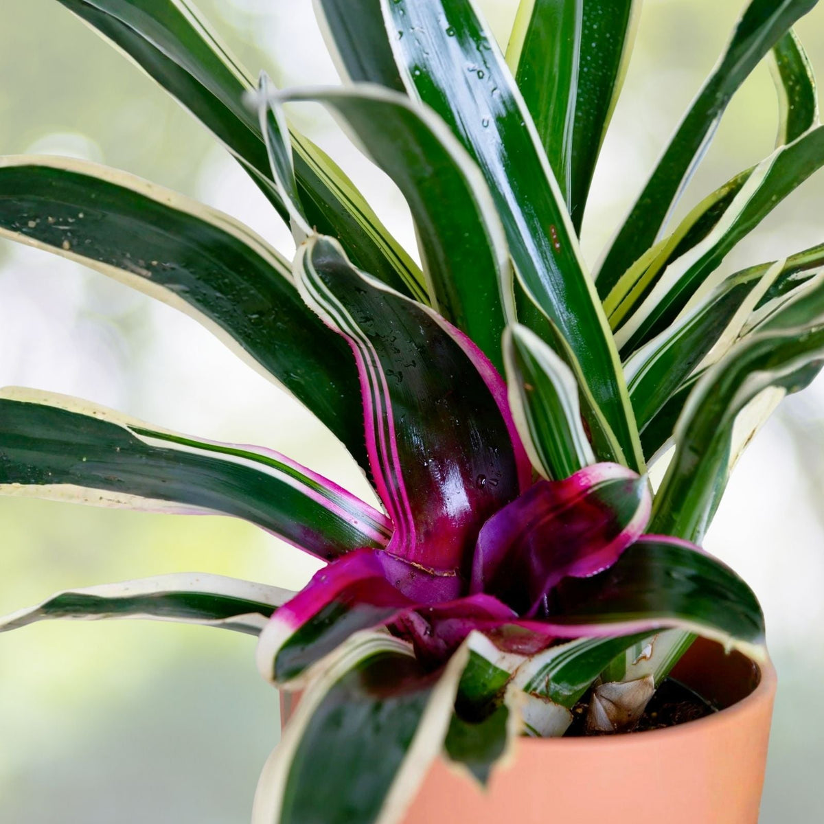 Neoregelia Plant in 8" Pot | Lime Green with Red Splotches | Neoregelia Sunshine | Perfect for Indoor & Outdoor Decor
