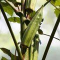 Clemson Spineless Okra Seeds | Non-GMO Heirloom | Organic Vegetable Gardening | Abelmoschus esculentus