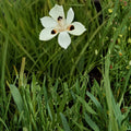 African Iris Plant - Blooming Size Hardy Perennial with Yellow Flowers - Dietes bicolor for Gardens and Patios