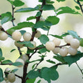 Nanking White Sweet Bush Cherry Plant - Rooted, Non-Self-Pollinating, Zones 2-7, Prunus tomentosa