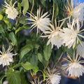 Unrooted Cutting 8" Epiphyllum Oxypetalum Fragrant Orchid Cactus Cereus Succulent Plant