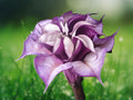 10 Semillas Brugmansia Double Orchid Rose Trompeta de Ángel Flores Fragantes Tropical Árbol