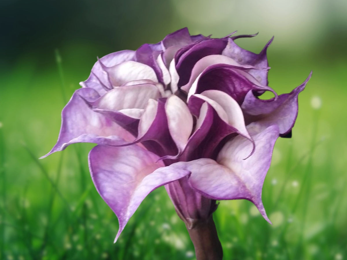 10 Semillas Brugmansia Double Orchid Rose Trompeta de Ángel Flores Fragantes Tropical Árbol