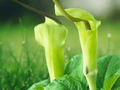 5 Seeds Arisaema tortuosum Whipcord Jack in the Pulpit Exotic Woodland Perennial