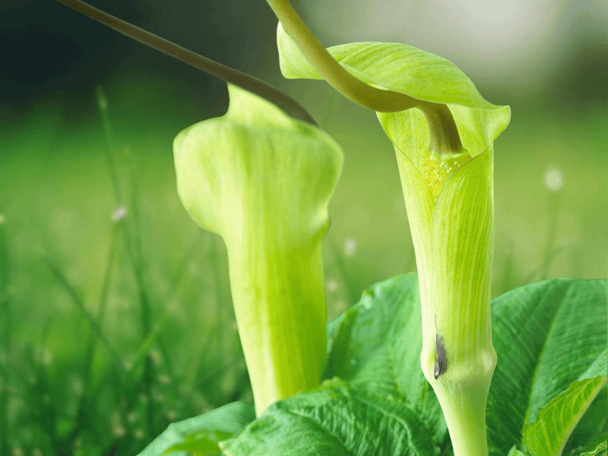 5 Seeds Arisaema tortuosum Whipcord Jack in the Pulpit Exotic Woodland Perennial