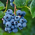 Blueberry Seeds Bulk Non-GMO Fruit Seeds 200 750 3200 Seeds Vaccinium corymbosum