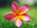 5 Seeds Plumeria Pink Yellow Bicolor Frangipani Tropical Flower Tree Fragrant Blooms Patio Container Easy Grow